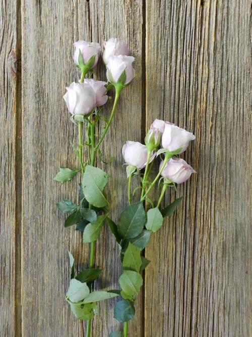 SILVER MIKADO  LT LAVENDER SPRAY ROSES
